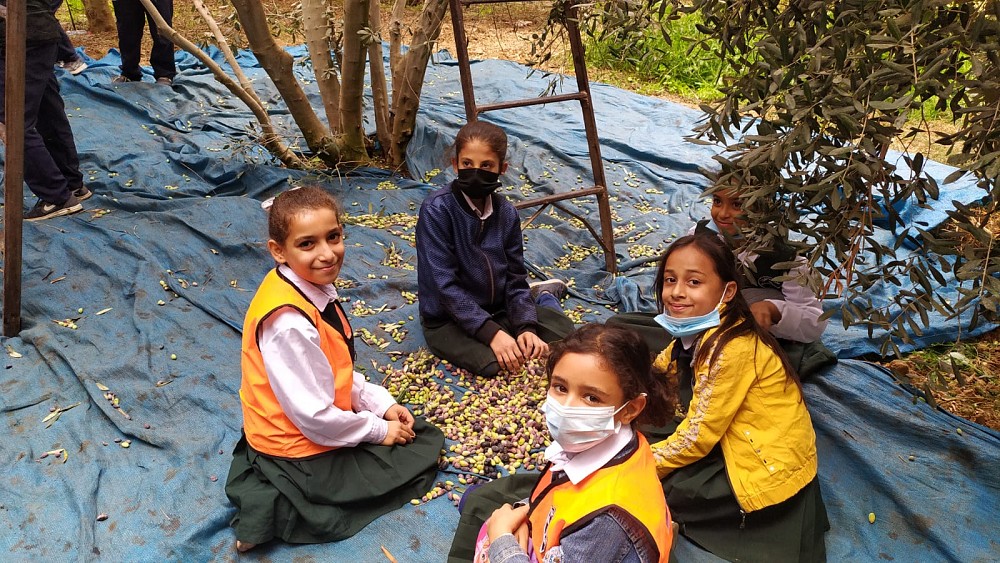 Gaza's youth volunteering at the local olive grove.
