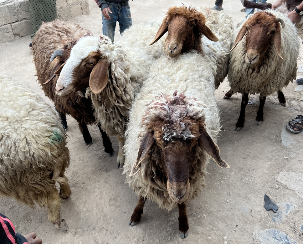 Sheep provided to farmers through the project.