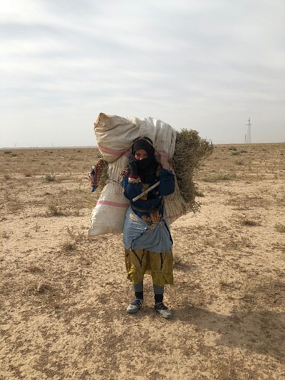 A local woman collecting firewood kindling near the clearance site due to lack of alternative fuel sources.